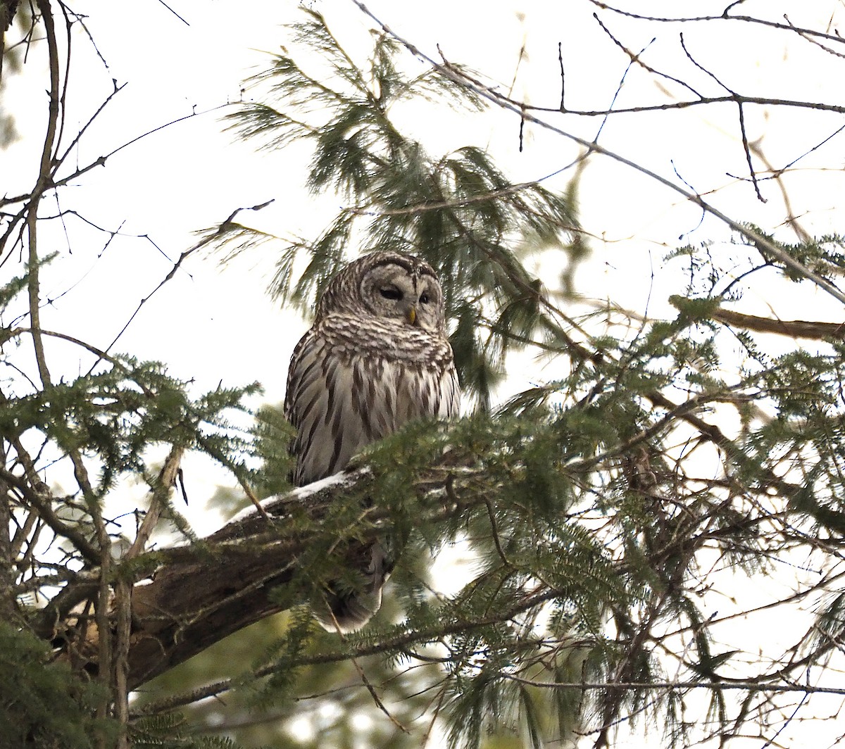 Полосатая неясыть - ML646299283