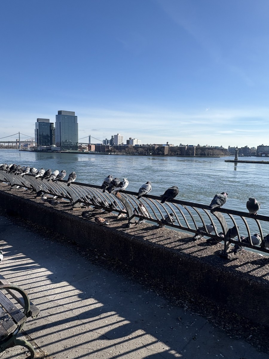 Rock Pigeon (Feral Pigeon) - ML646299286