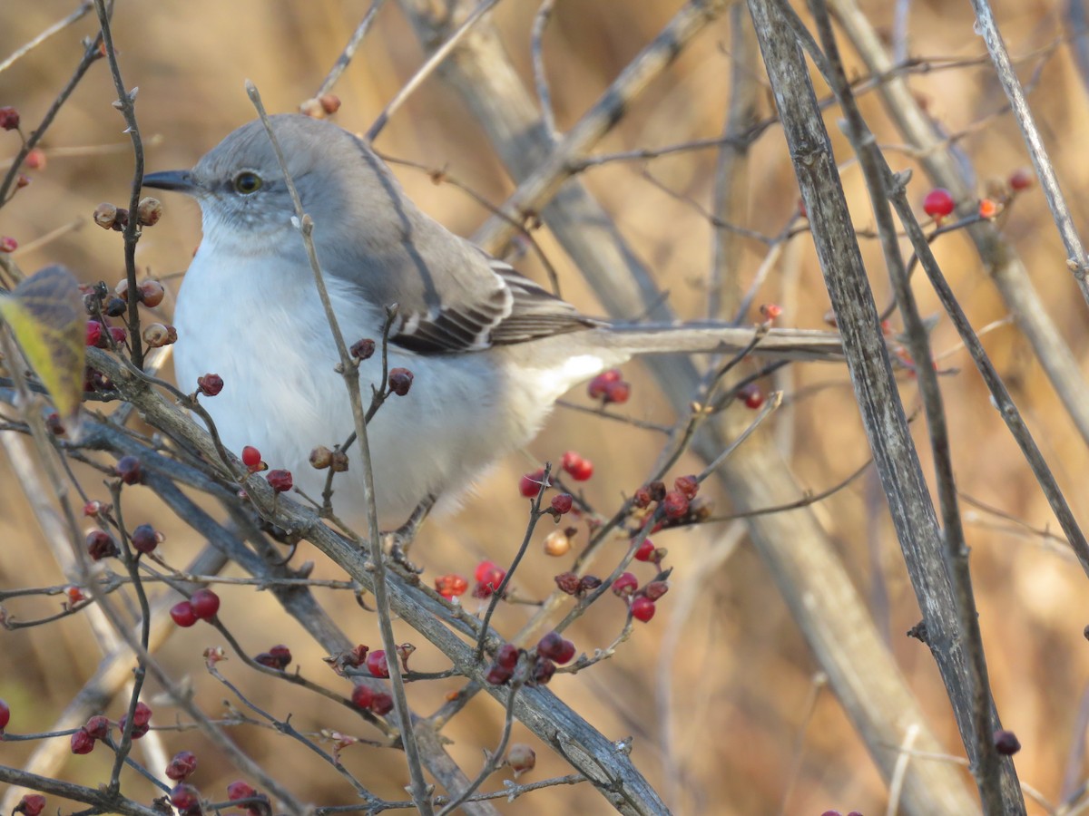 Northern Mockingbird - ML646299289