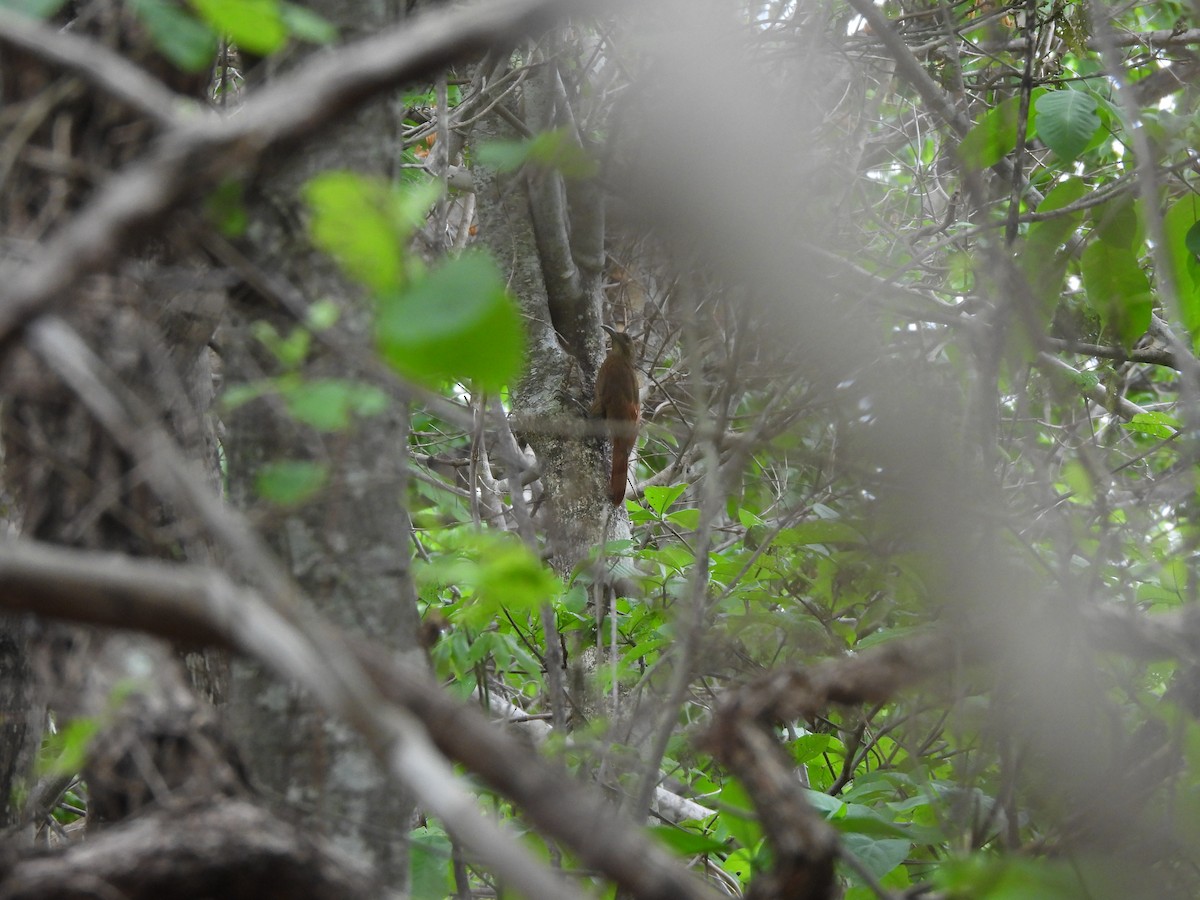 Moustached Woodcreeper - ML646299295