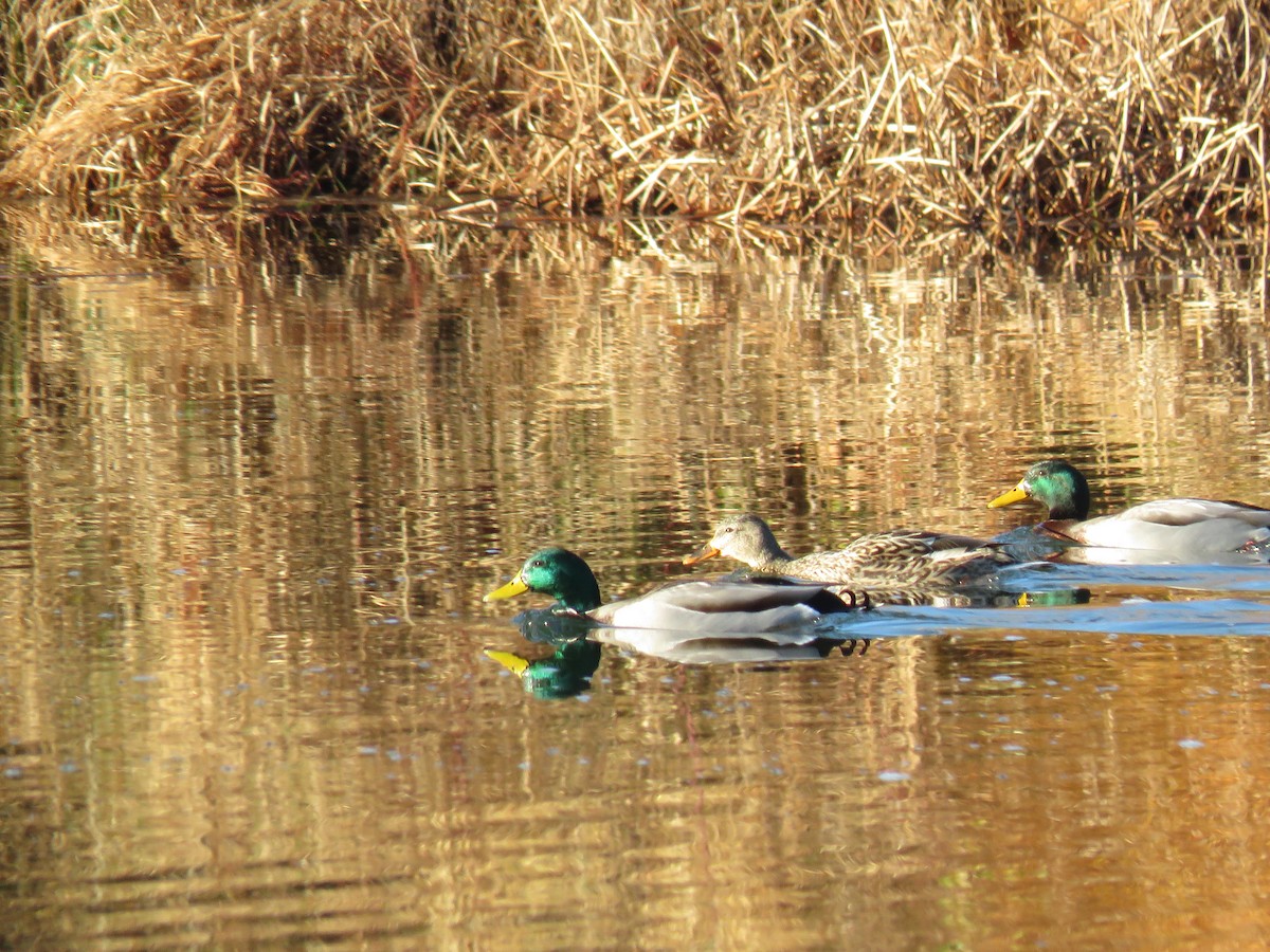 Mallard - ML646299297