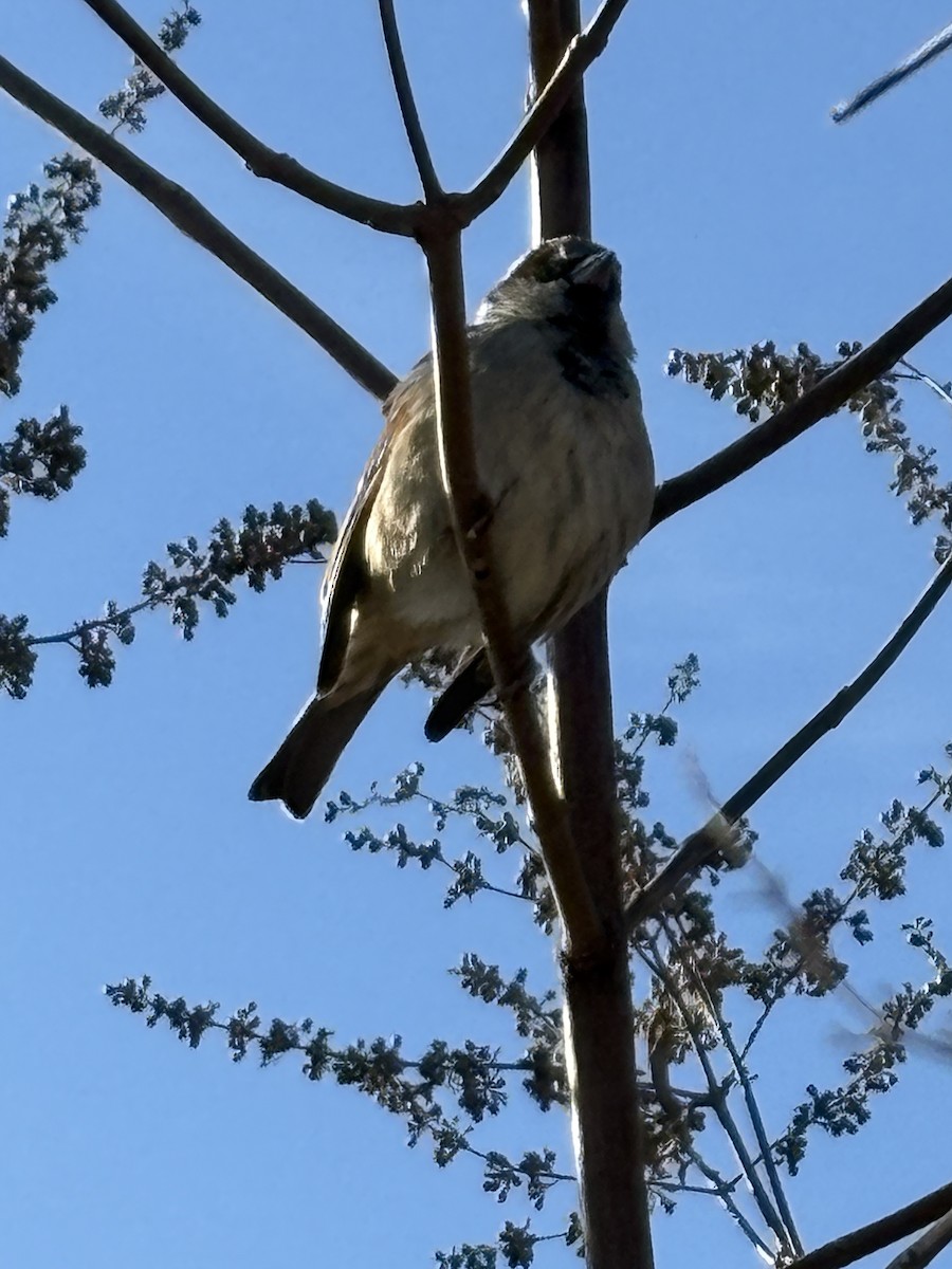 House Sparrow - ML646299301