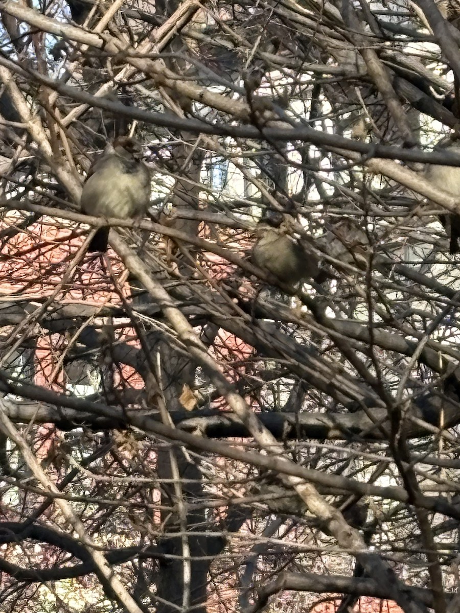 House Sparrow - ML646299302