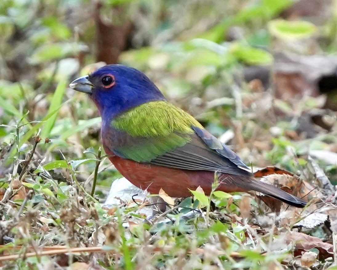 Painted Bunting - ML646299304