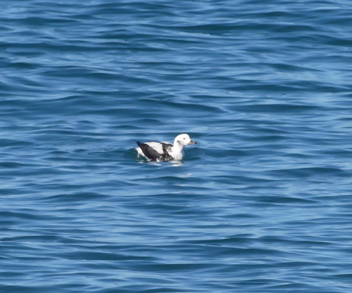 Long-tailed Duck - ML646299305