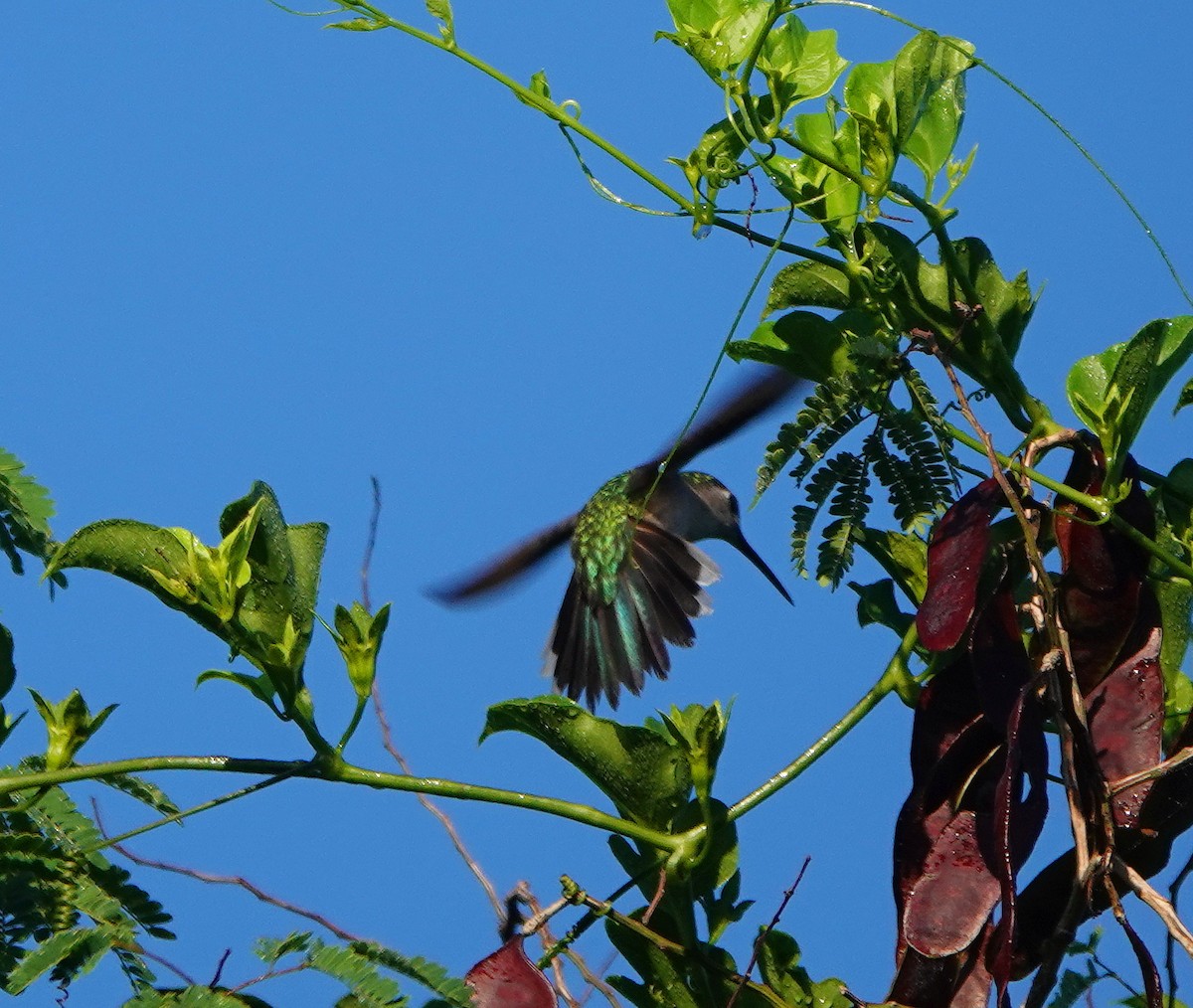 クサビオケンバネハチドリ - ML646299313