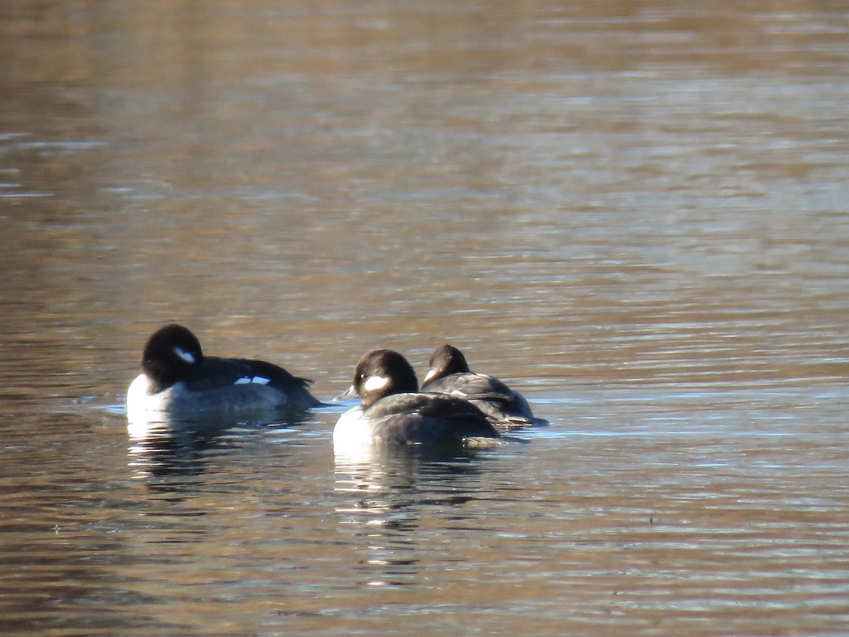 Bufflehead - ML646299318
