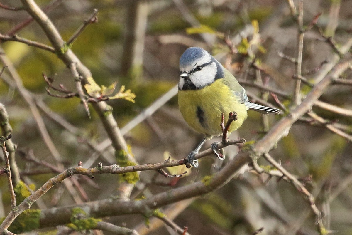 sýkora modřinka - ML646299322