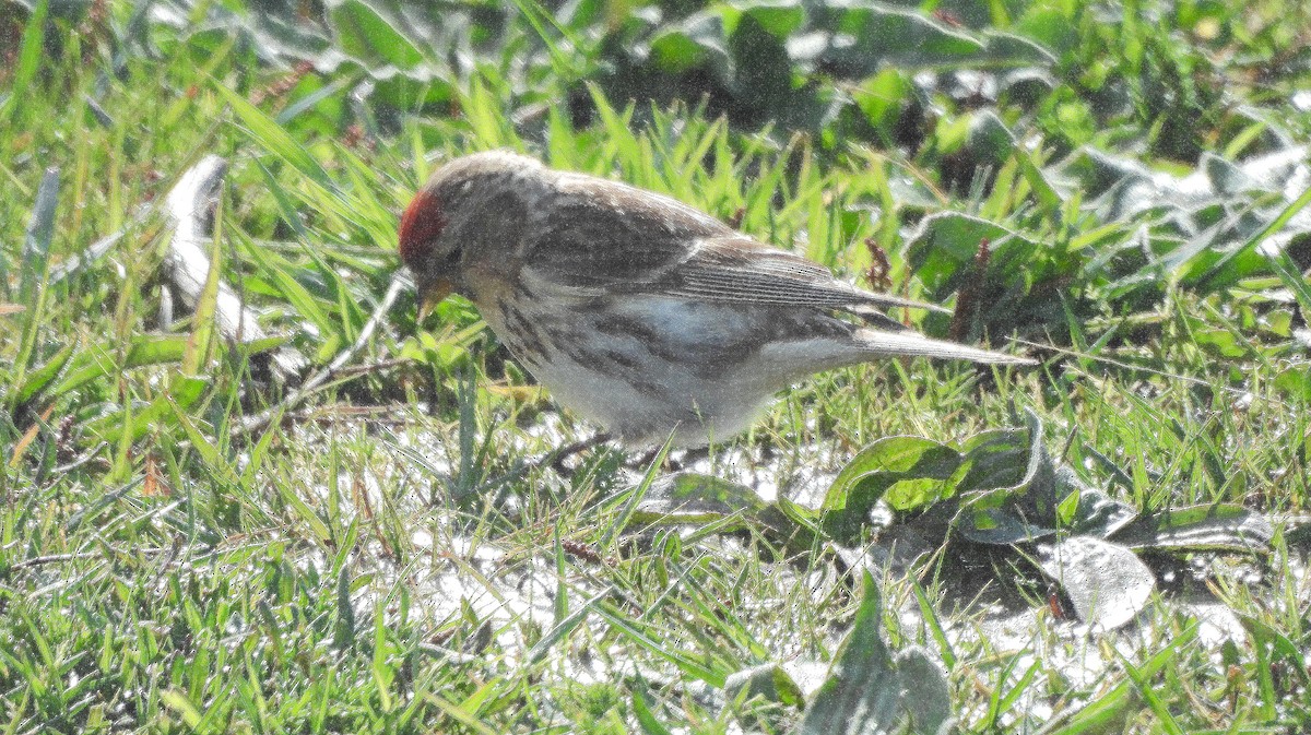 Txoka txikia - ML646299323