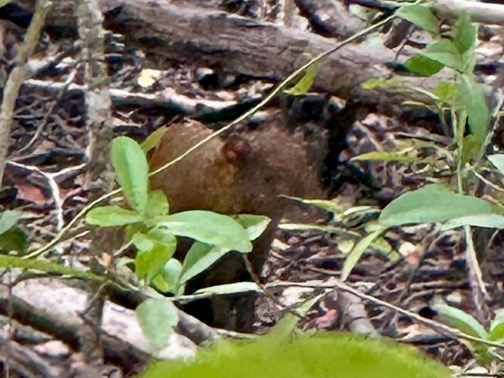 Central American Agouti - ML646299325