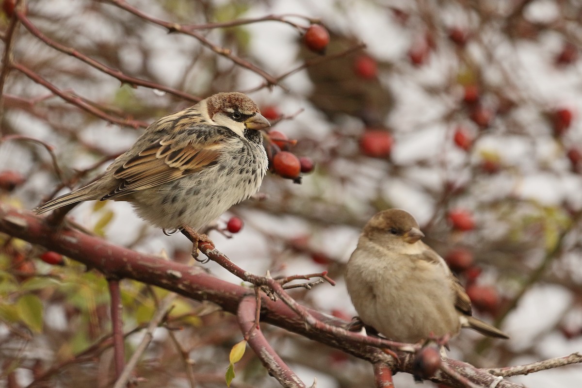 Spanish Sparrow - ML646299335