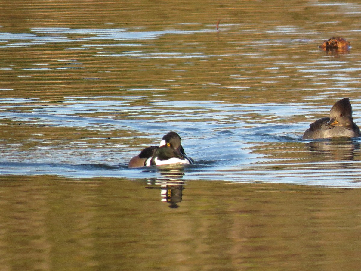 Hooded Merganser - ML646299336