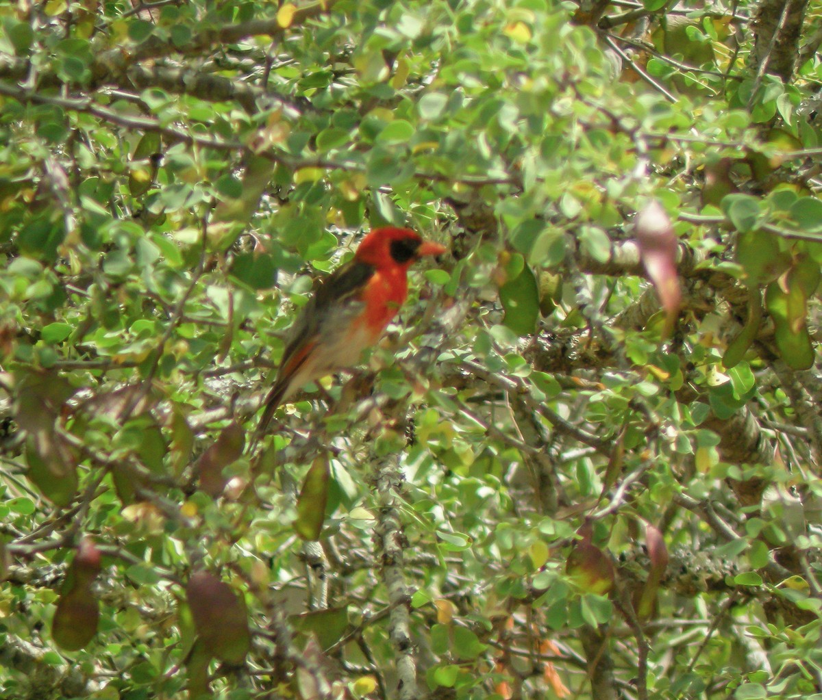 Red-headed Weaver - ML646299337
