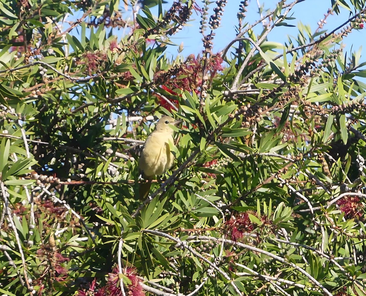 Hooded Oriole - ML646299339
