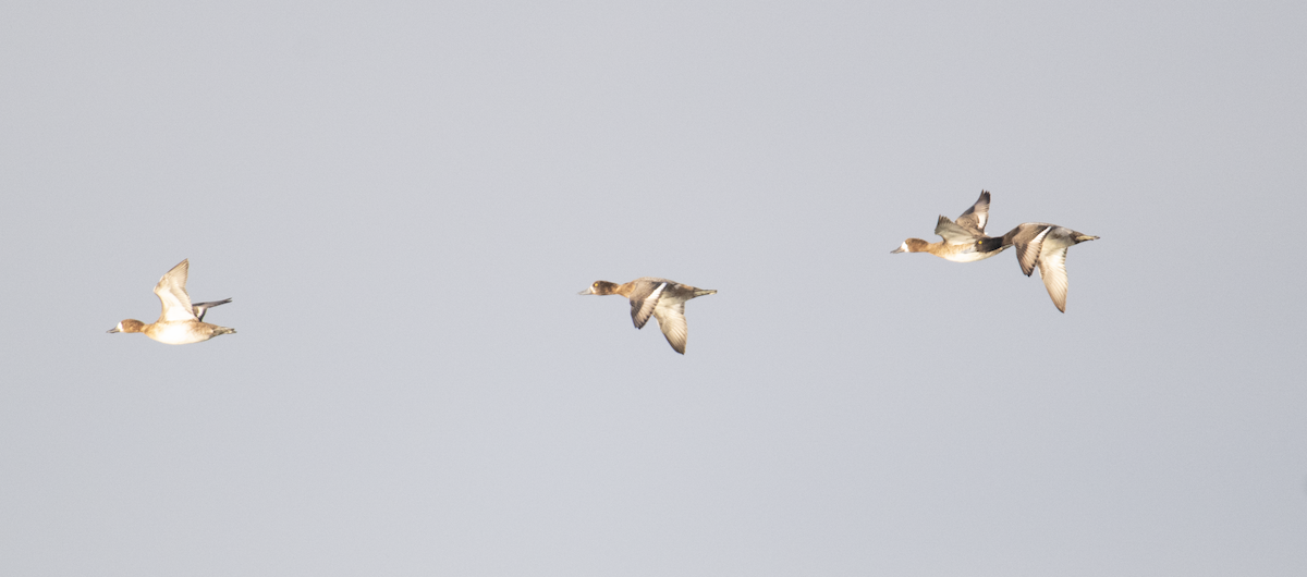 Greater/Lesser Scaup - ML646299350