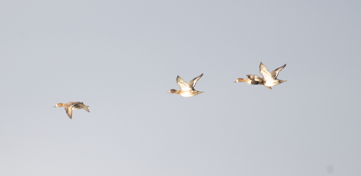Greater/Lesser Scaup - ML646299351