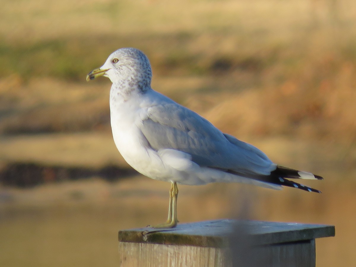 Ring-billed Gull - ML646299352