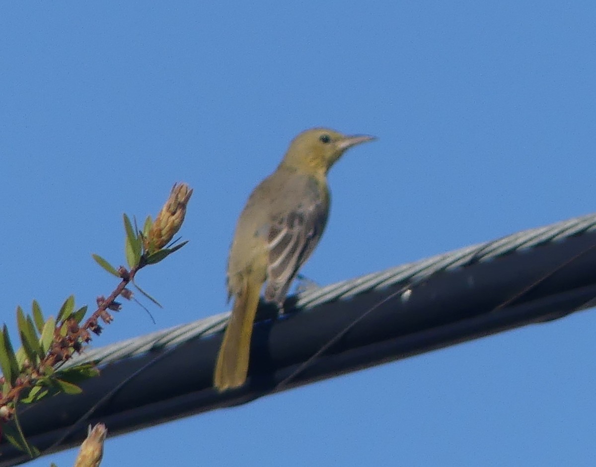 Hooded Oriole - ML646299355