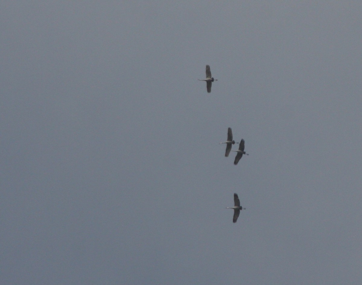 沙丘鶴 - ML646299360