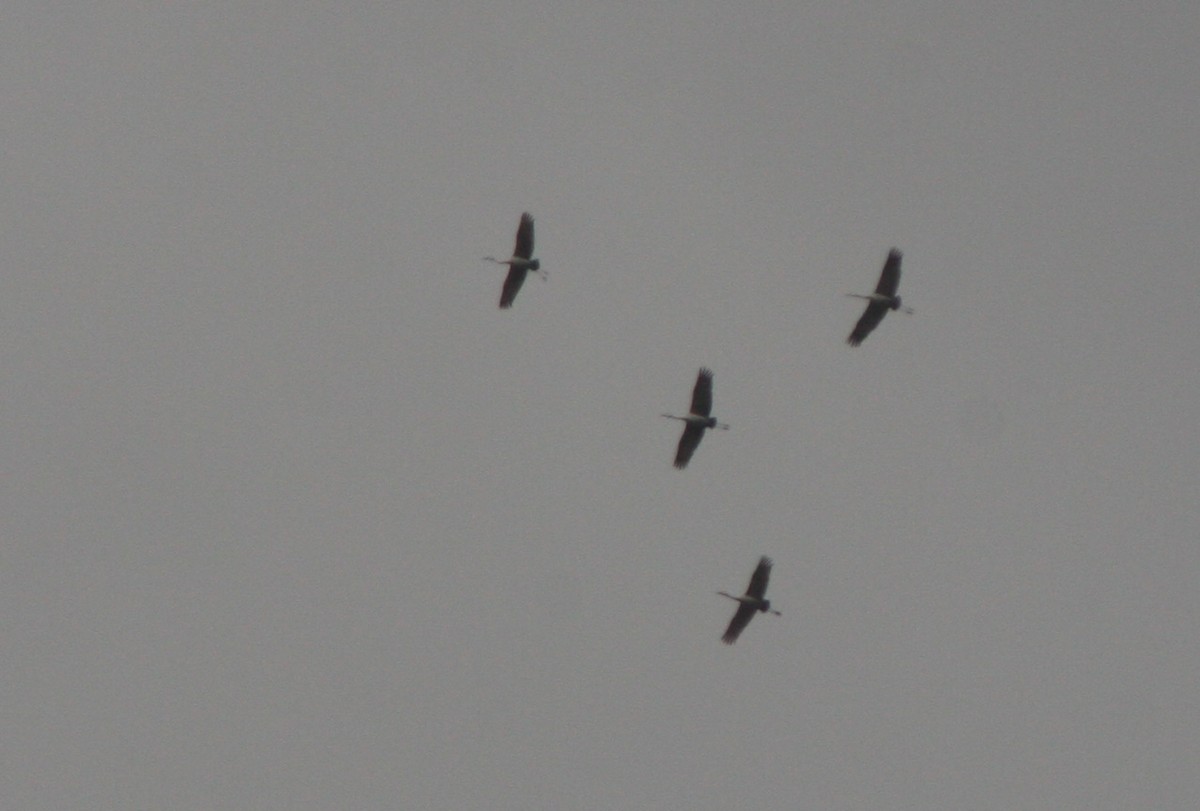 沙丘鶴 - ML646299362