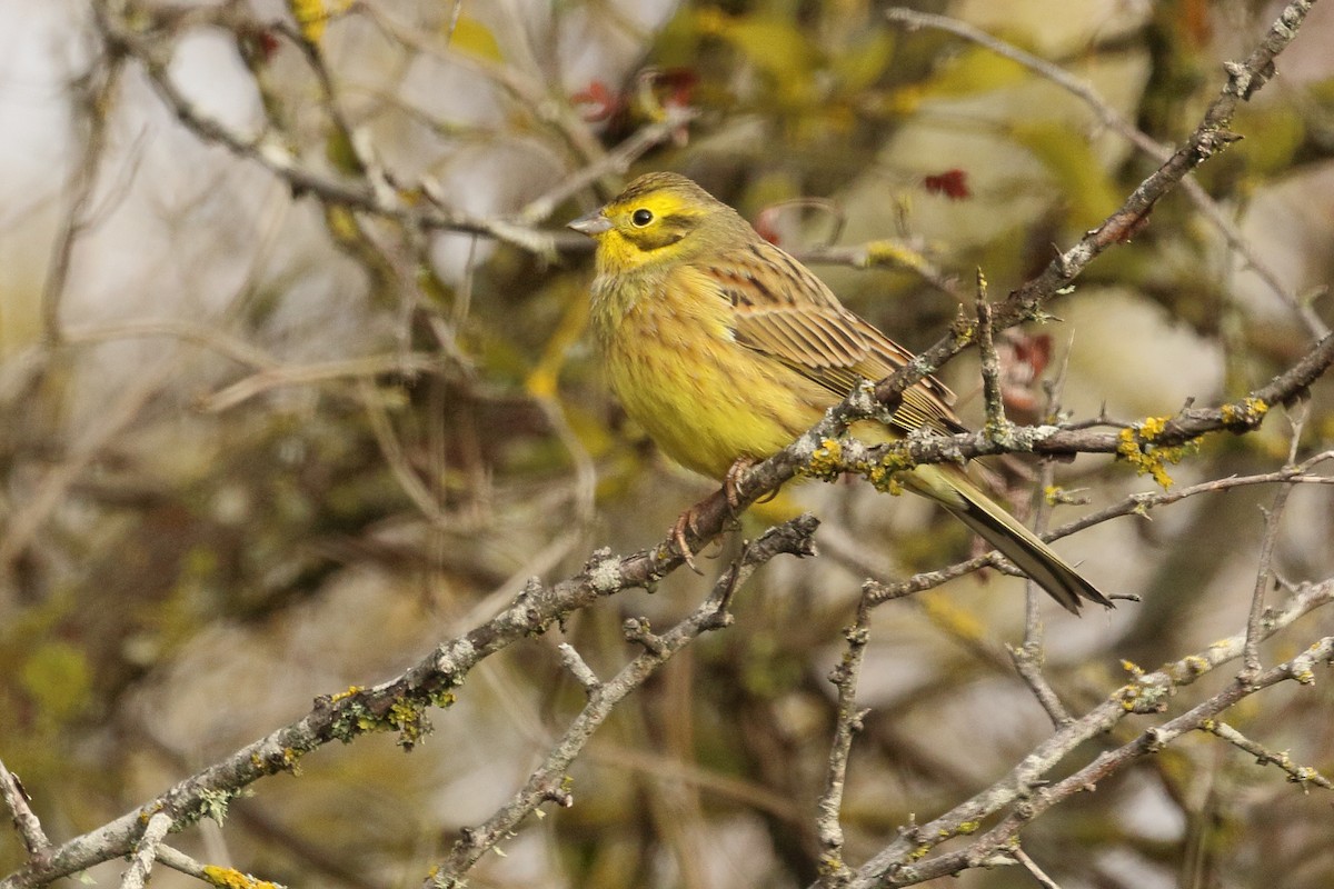 Yellowhammer - ML646299363