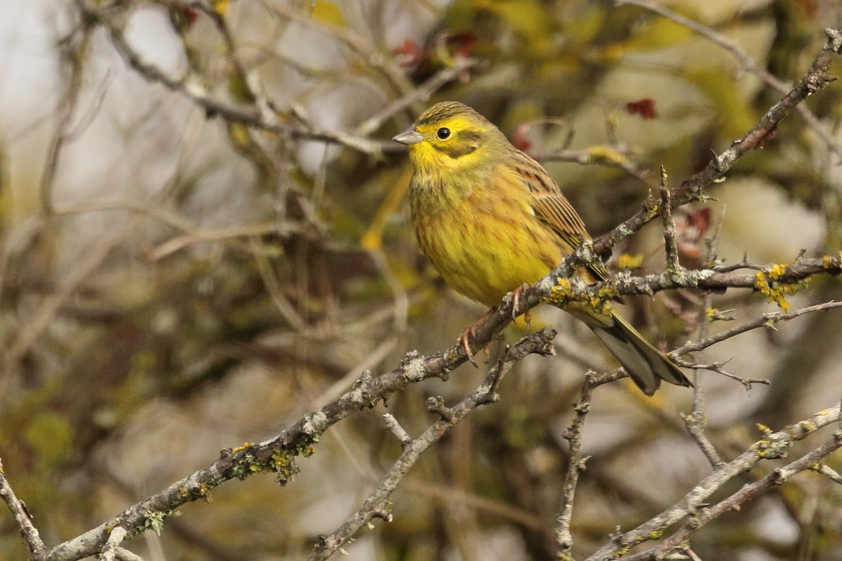 Yellowhammer - ML646299364