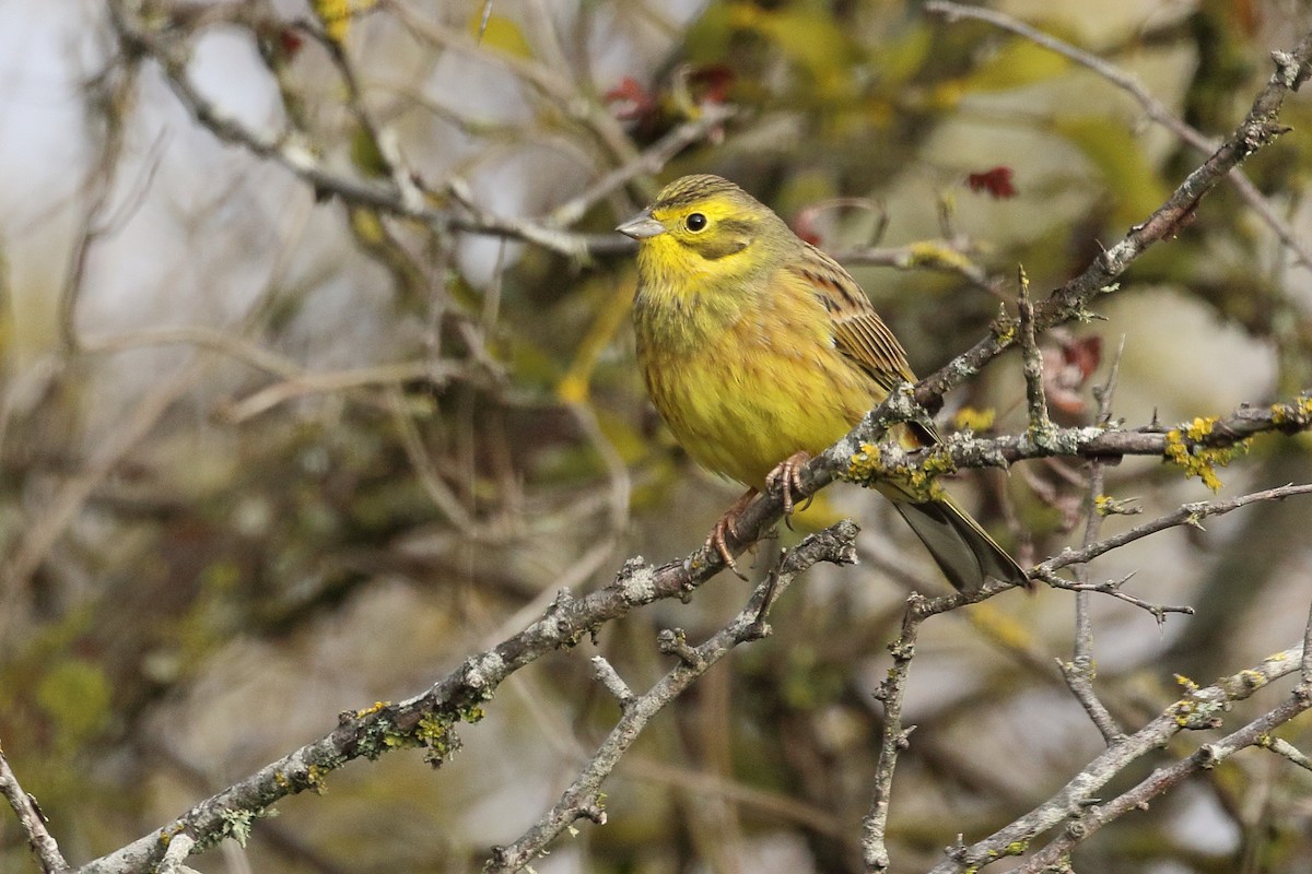 Yellowhammer - ML646299366