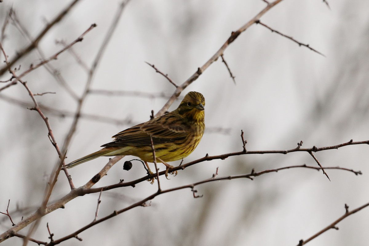 Yellowhammer - ML646299367