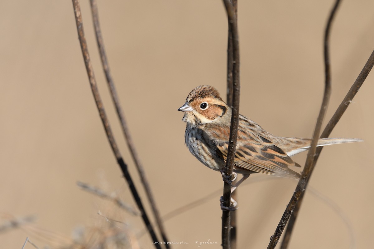 Little Bunting - ML646299371