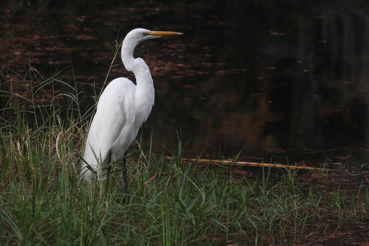 大白鷺 - ML646299372