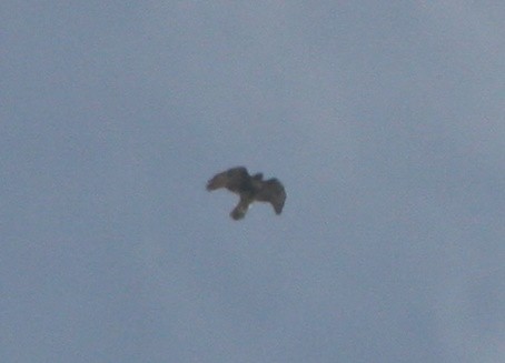 Red-tailed Hawk - ML646299375