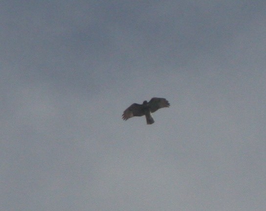 Red-tailed Hawk - ML646299376