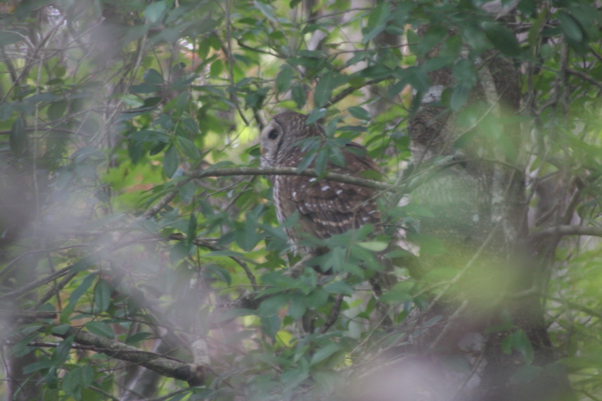 Barred Owl - ML646299377