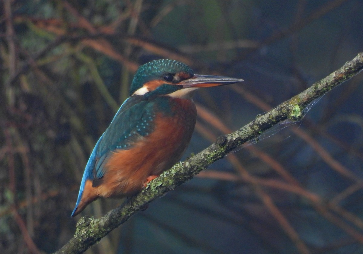 Common Kingfisher - ML646299378
