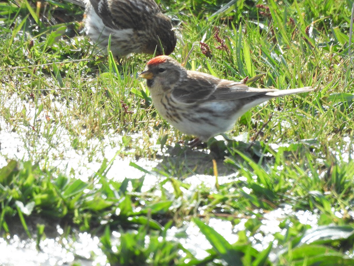 Txoka txikia - ML646299379