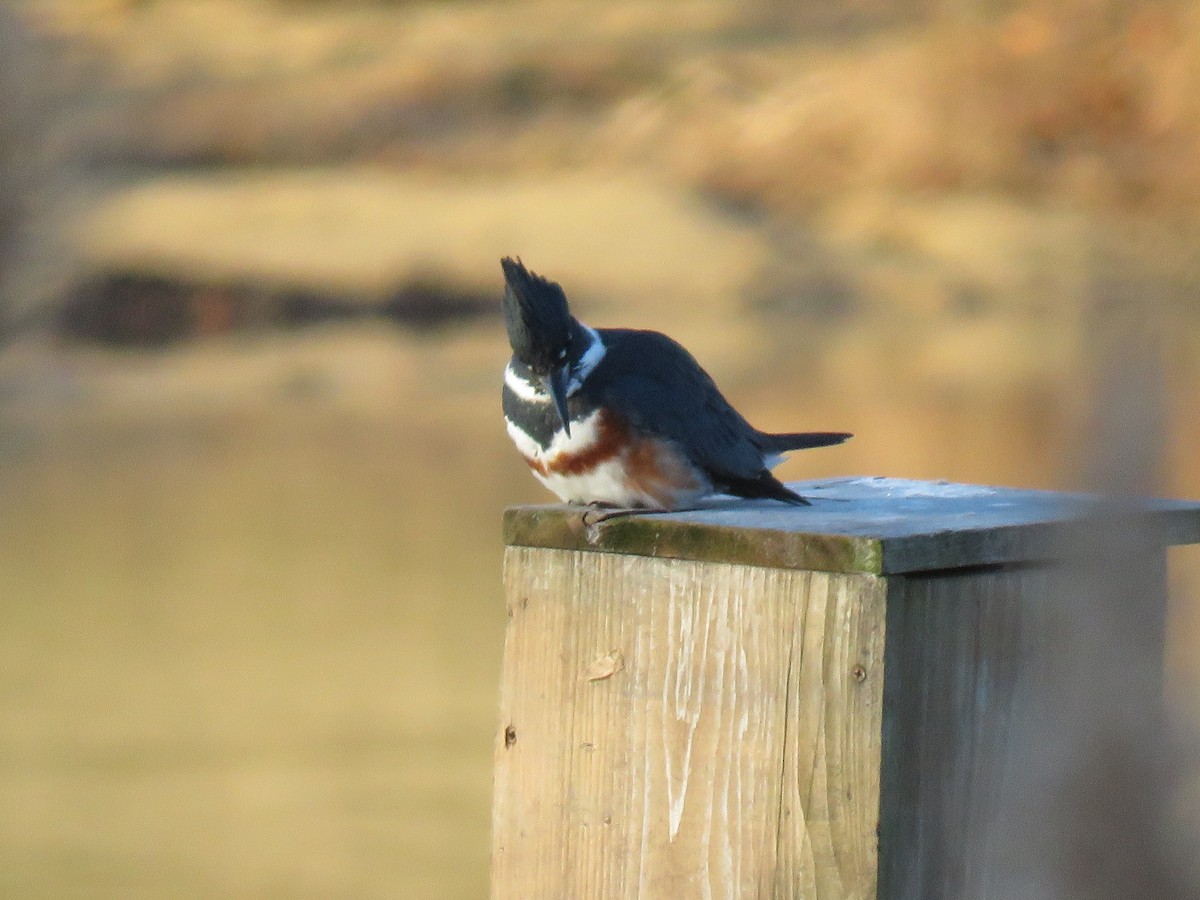 Belted Kingfisher - ML646299380