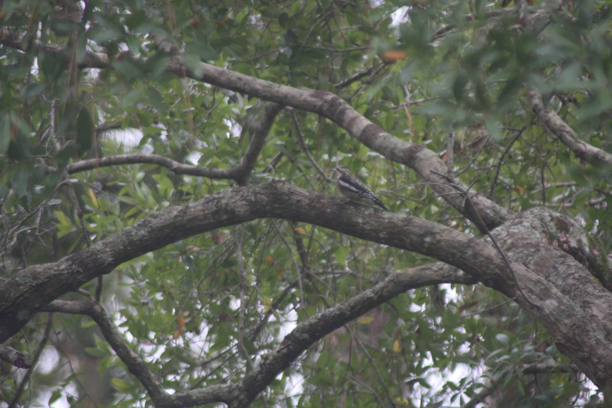 Yellow-bellied Sapsucker - ML646299382