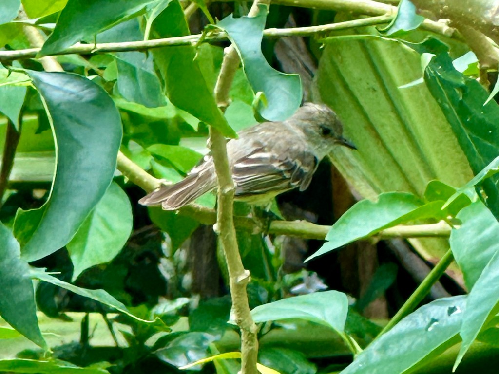 Caribbean Elaenia - ML646299384