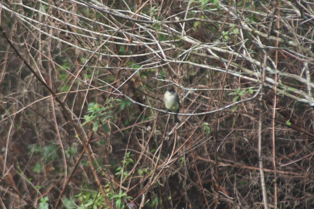 Eastern Phoebe - ML646299385