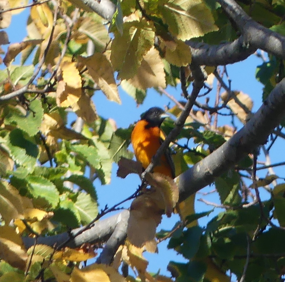 Baltimore Oriole - ML646299392