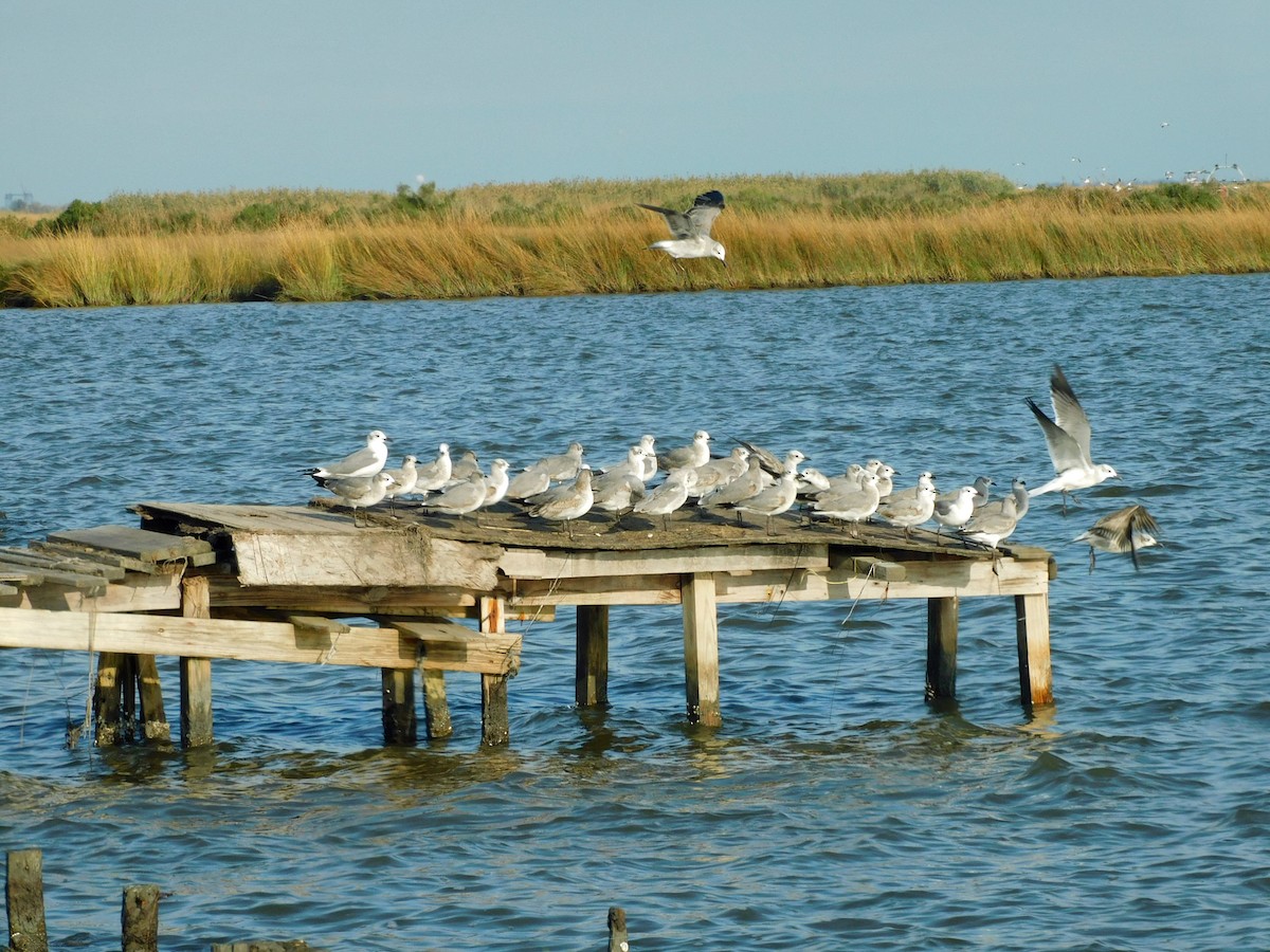 Gabbiano sghignazzante - ML646299403