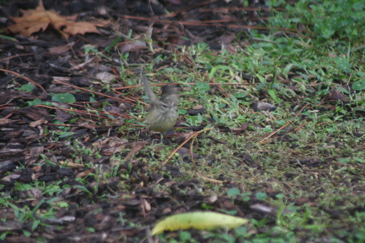 Palm Warbler (Western) - ML646299404