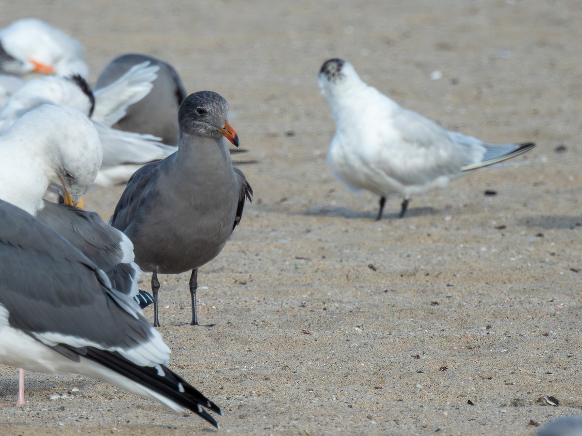 Heermann's Gull - ML646299405