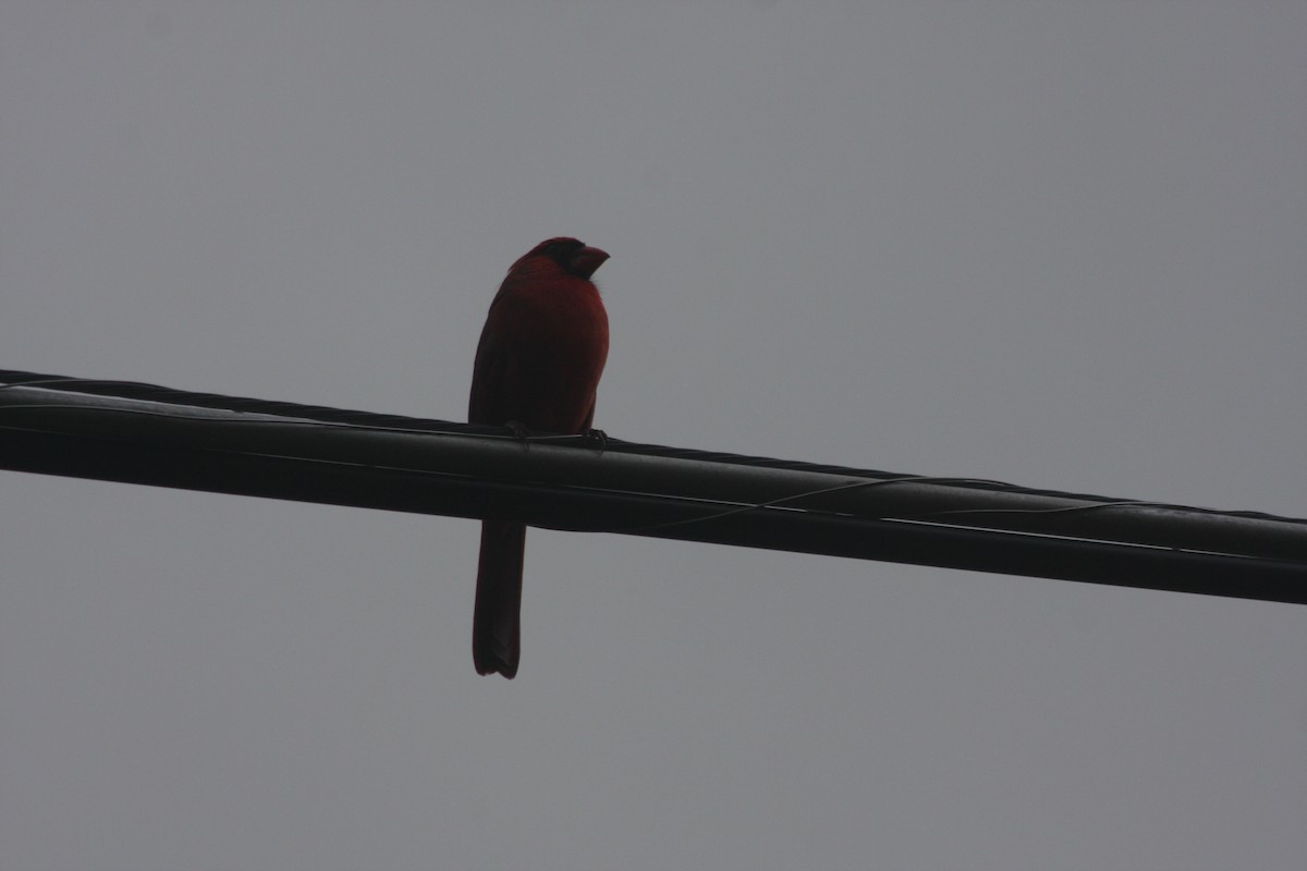 Northern Cardinal - ML646299407