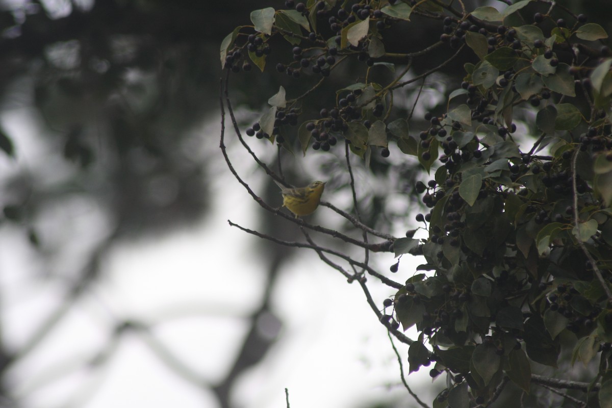 Prairie Warbler - ML646299411