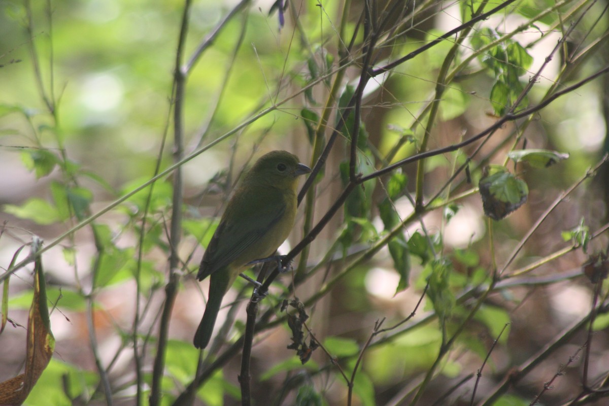 Painted Bunting - ML646299415