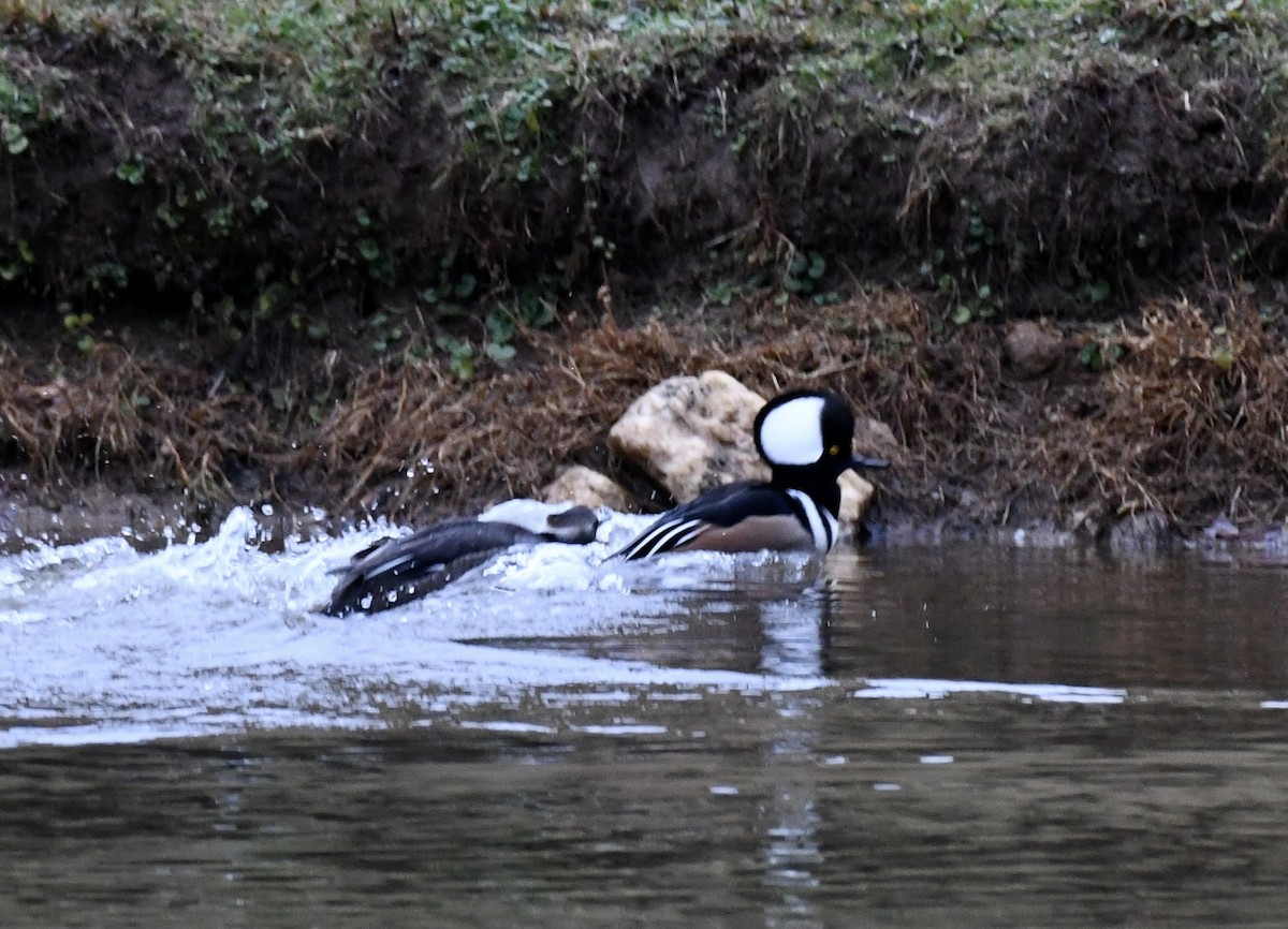 Hooded Merganser - ML646299417