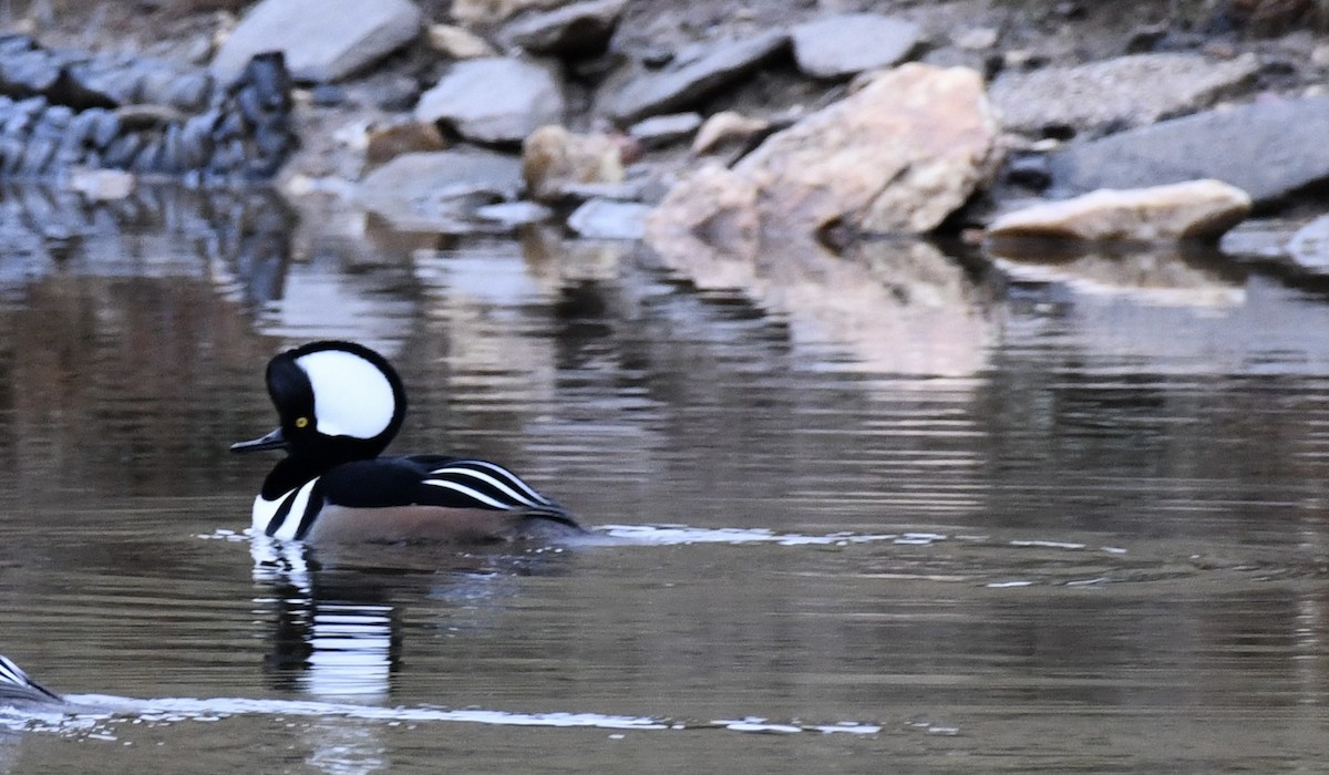 Hooded Merganser - ML646299418