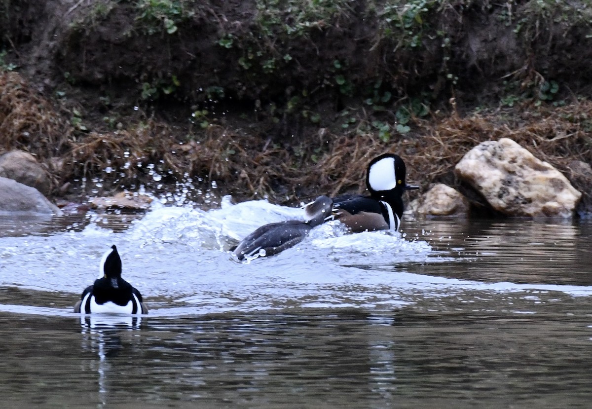 Hooded Merganser - ML646299419