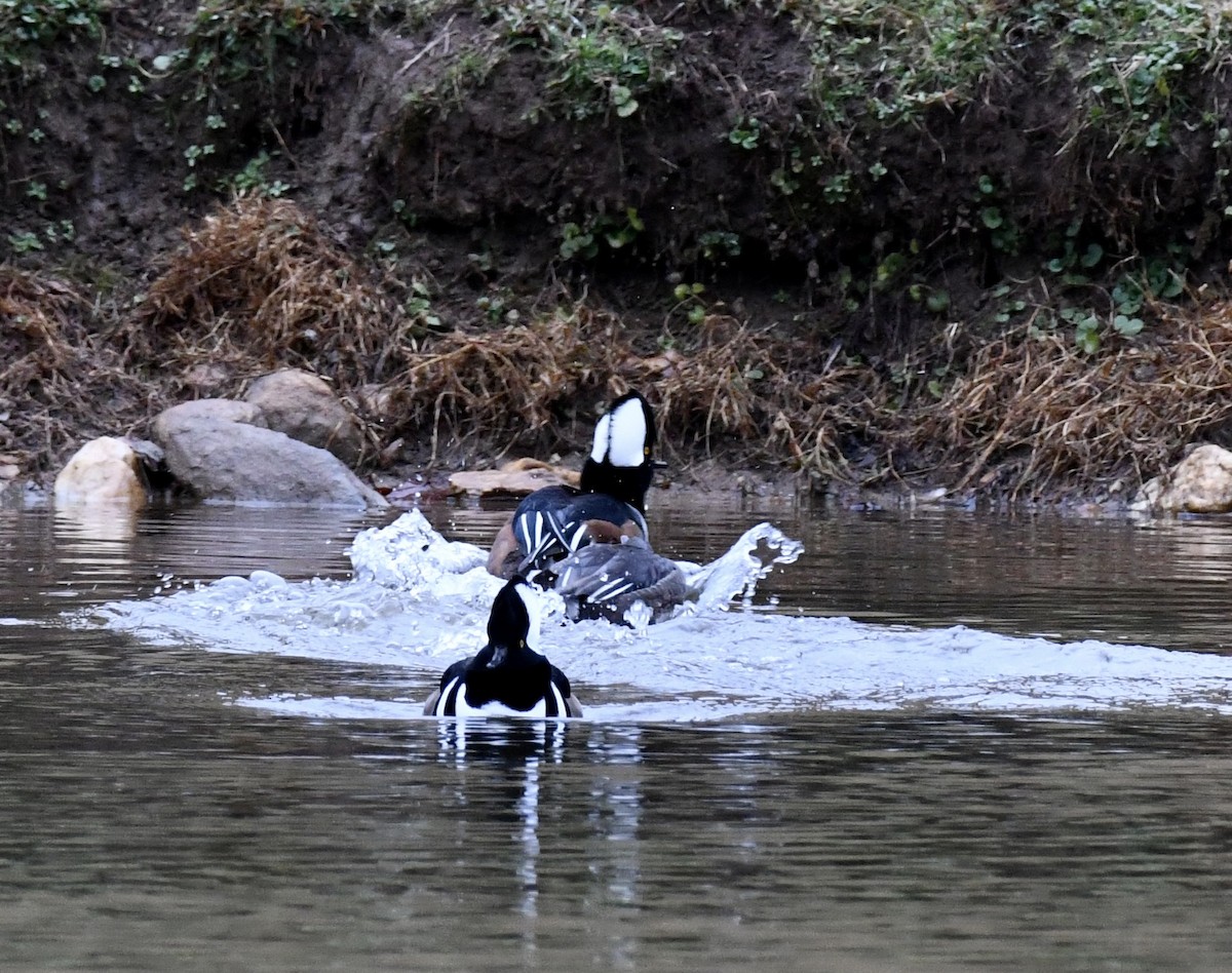 Hooded Merganser - ML646299420